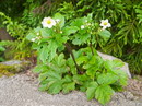 Anemone Hupehensis